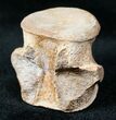 Champsosaurus Vertebrae (Cretaceous Reptile) #12700-2